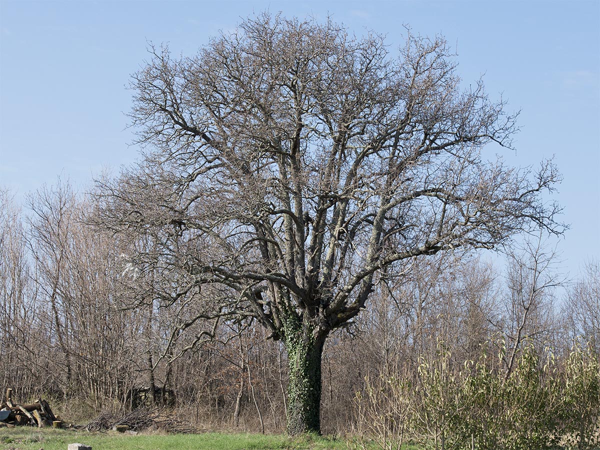 Habitus